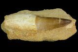 Rooted Mosasaur (Prognathodon) Tooth #114485-1